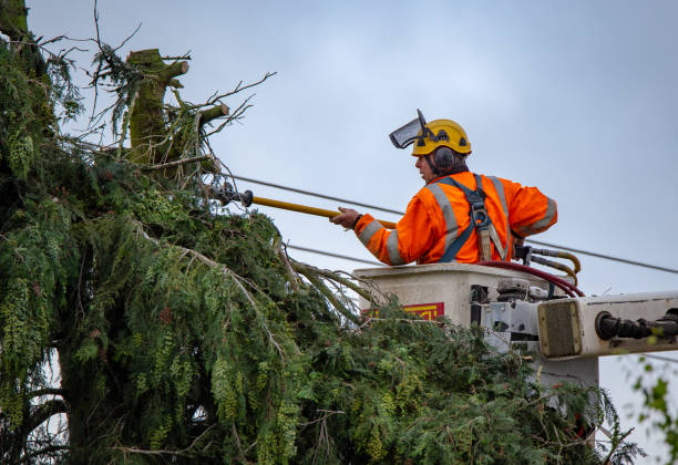 Best Tree Maintenance Programs  in Riddle, OR